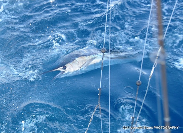 silver sailfish_ldb_6376.jpg