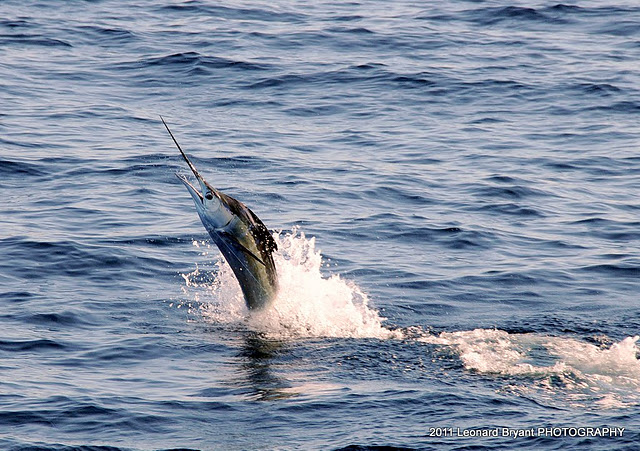 silver sailfish_ldb_6416.jpg
