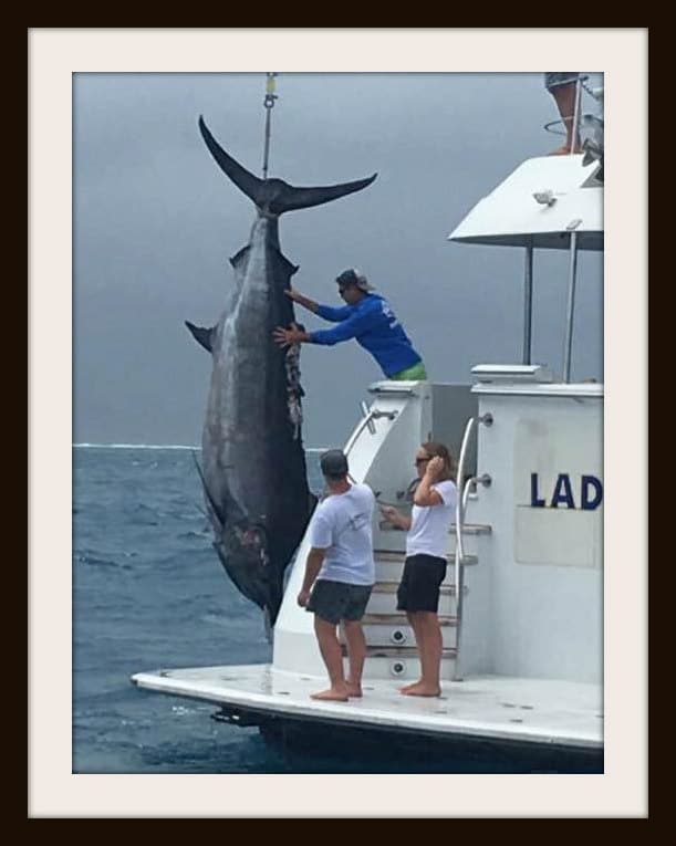 black marlin