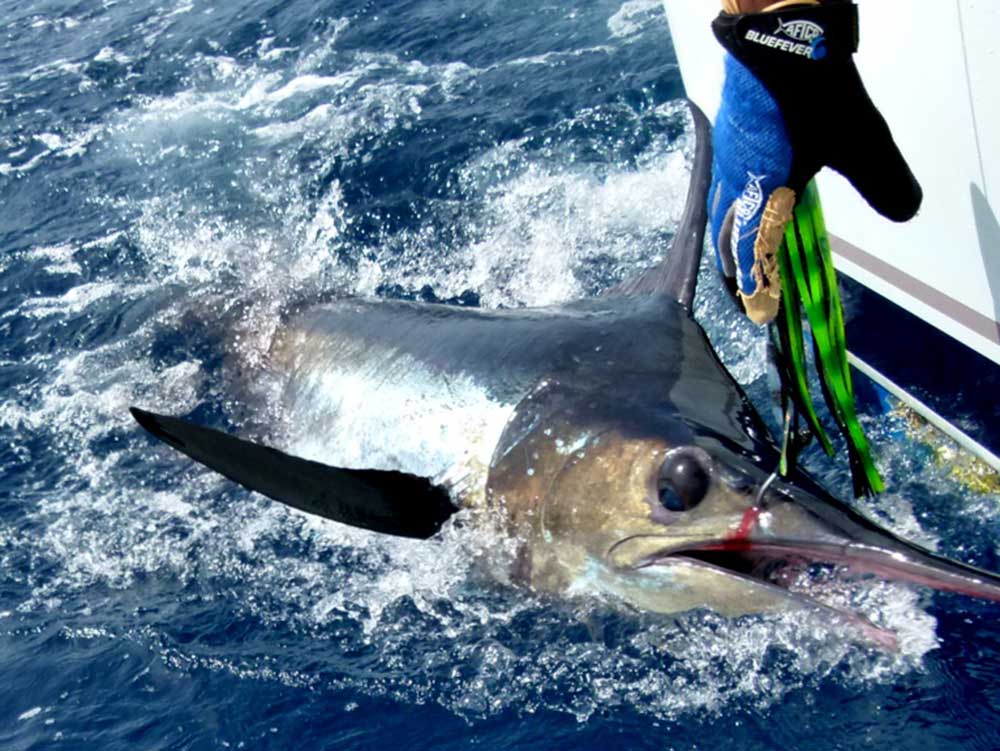 2017 Penn Challenge Cape Verde small blue marlin released