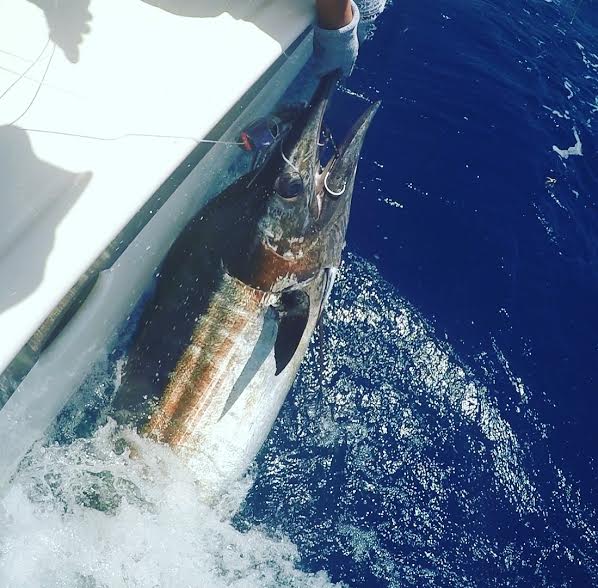 2016 St. Martin Billfish Tournament blue marlin release