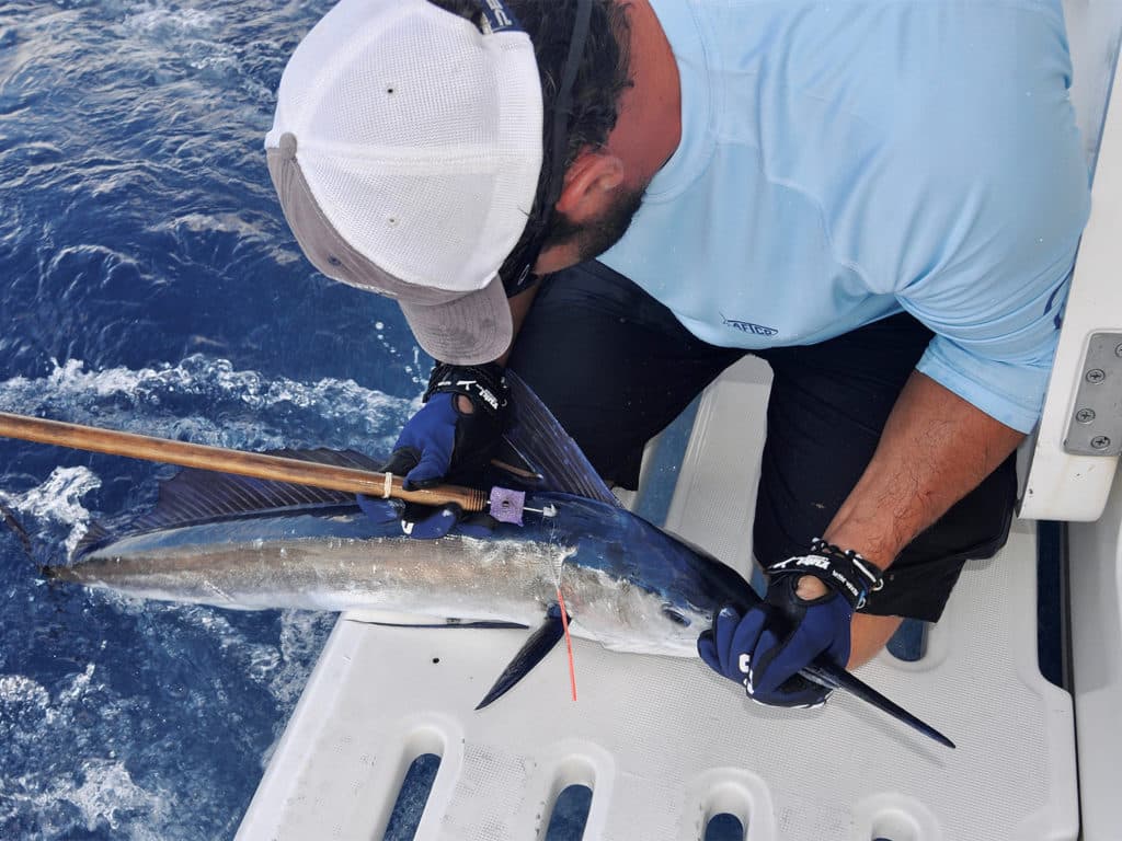 A sport-fishing captain tagging a small billfish.