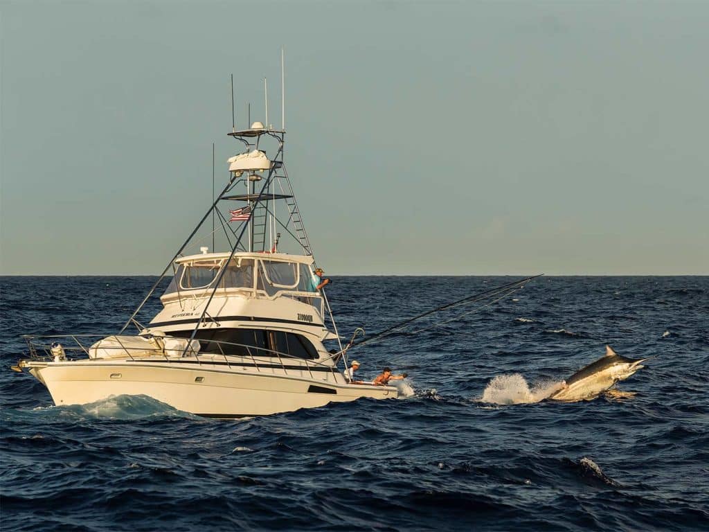 A crew on a sport-fishing boat reels in a large marlin.