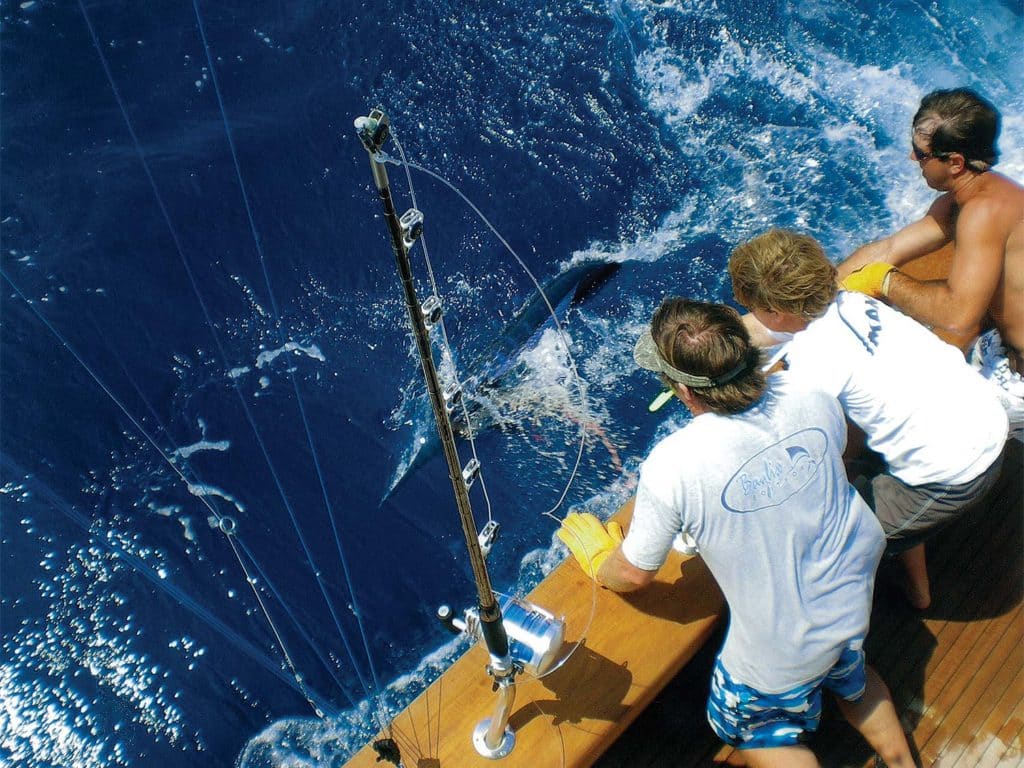 A fishing crew overlooks the side of a boat while releasing a large marlin.