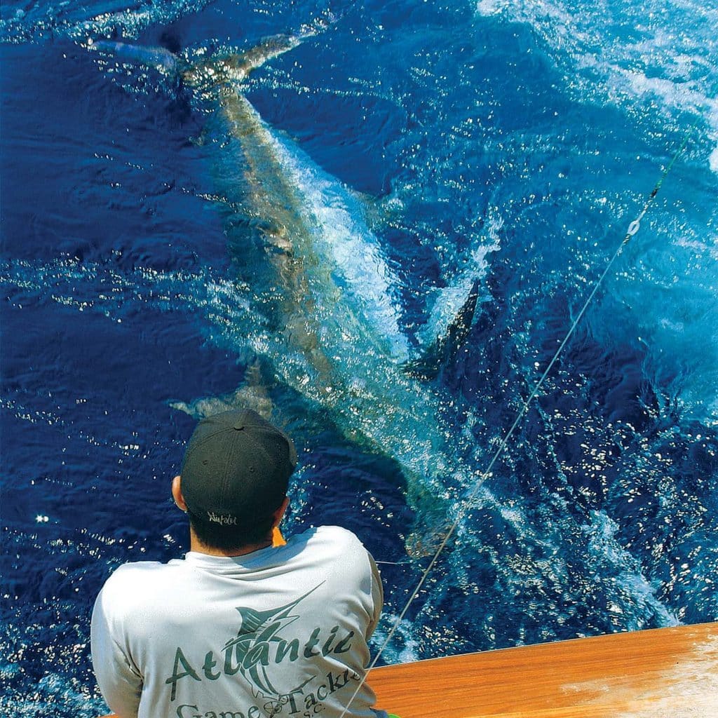A crew mate looks over the edge of a sport fishing boat at a large marlin.