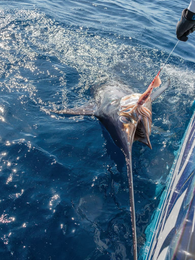 squid bait daytime swordfish fishing booby trap brett holden