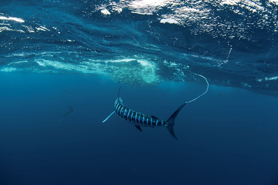 Marlins History - Fish Stripes