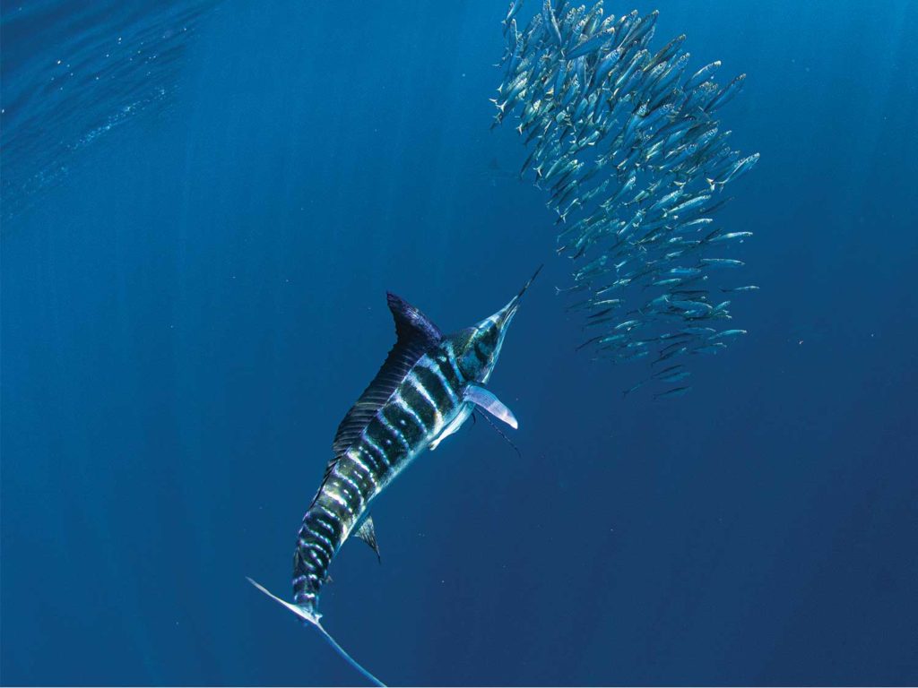 striped marlin chasing a bait ball