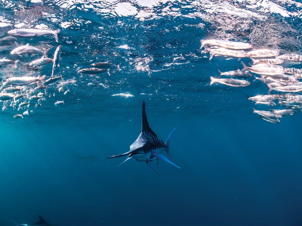 A striped marlin splits up a baitball.