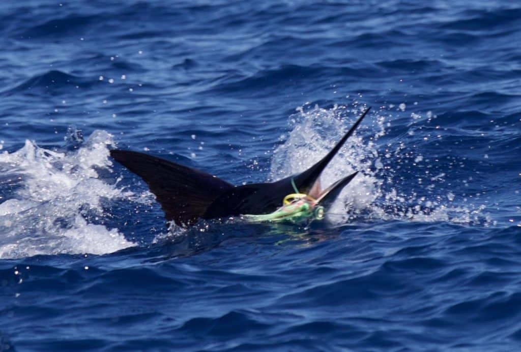 2016 Los Cabos Billfish Tournament striped marlin