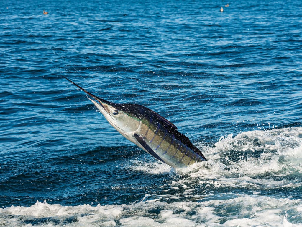A striped marlin leaping out of the water on a lead.