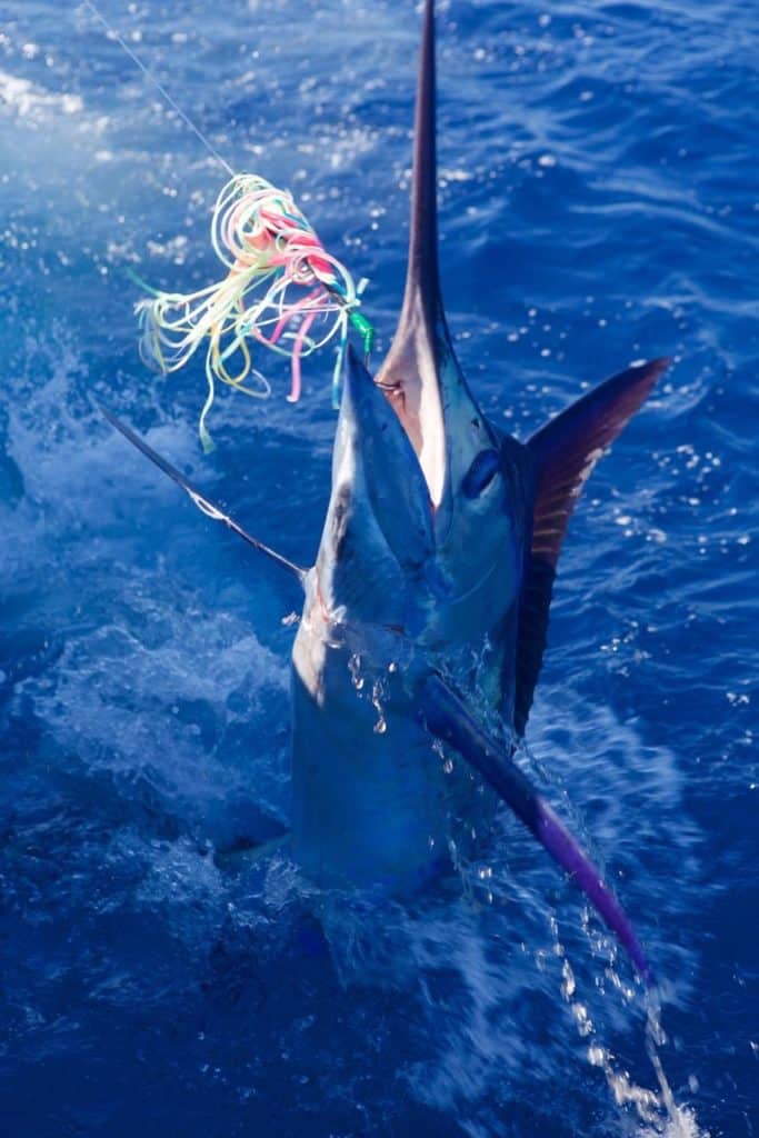 2016 Los Cabos Billfish Tournament striped marlin