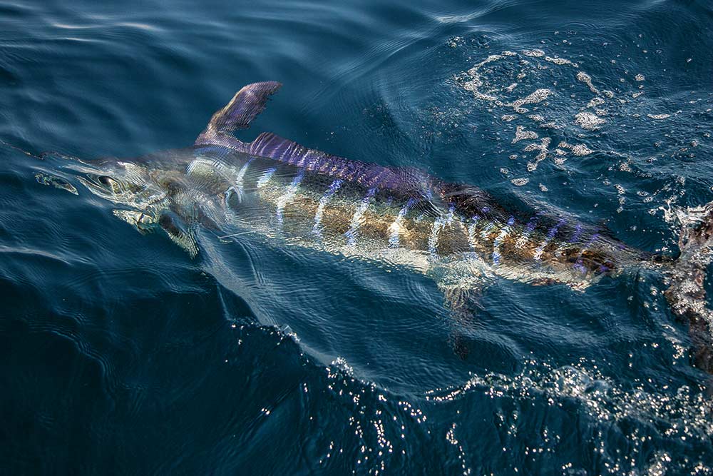 striped marlin below the surface of water