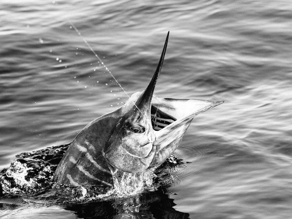 A striped marlin on the leader.