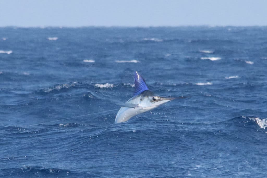 2016 Cabo Summer Slam Pelagic Gear striped marlin jumping