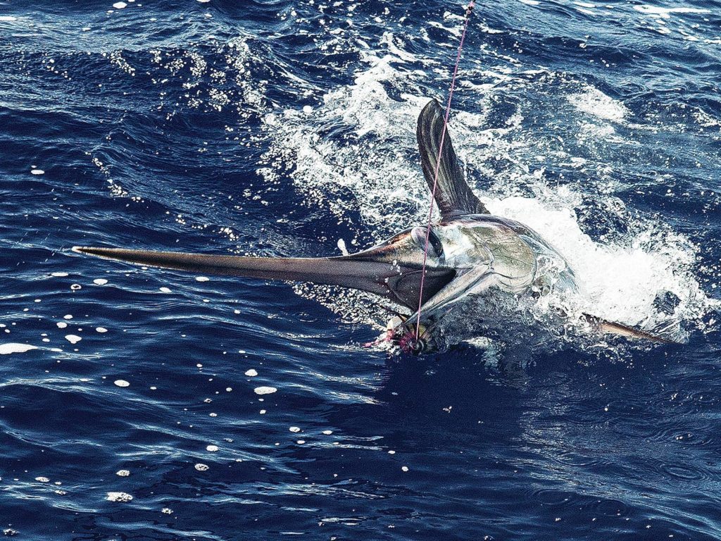 A swordfish breaking the surface of the water.