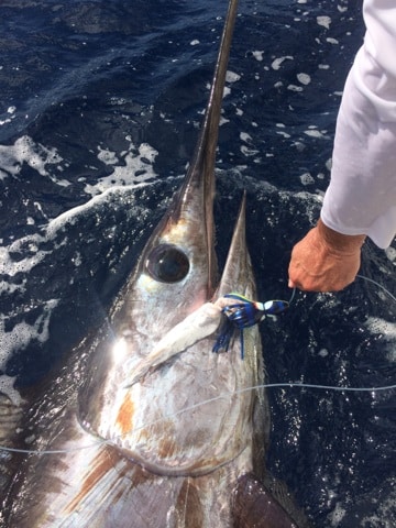 Swordfish caught by Scott Nichols