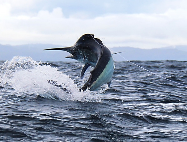 marlin fishing photo
