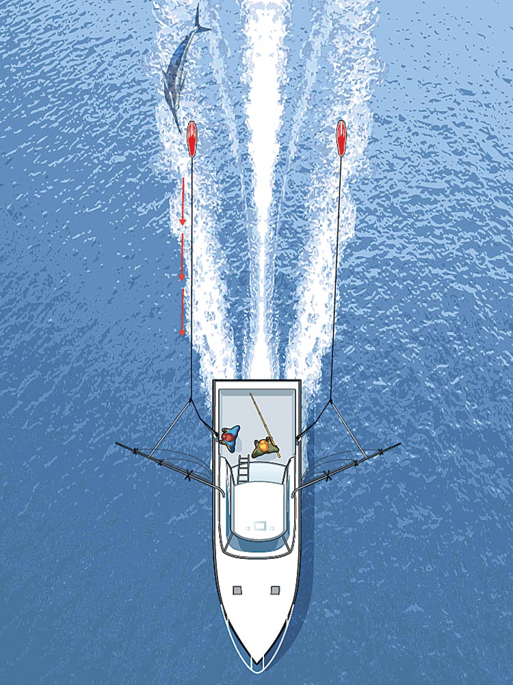 teasing a billfish