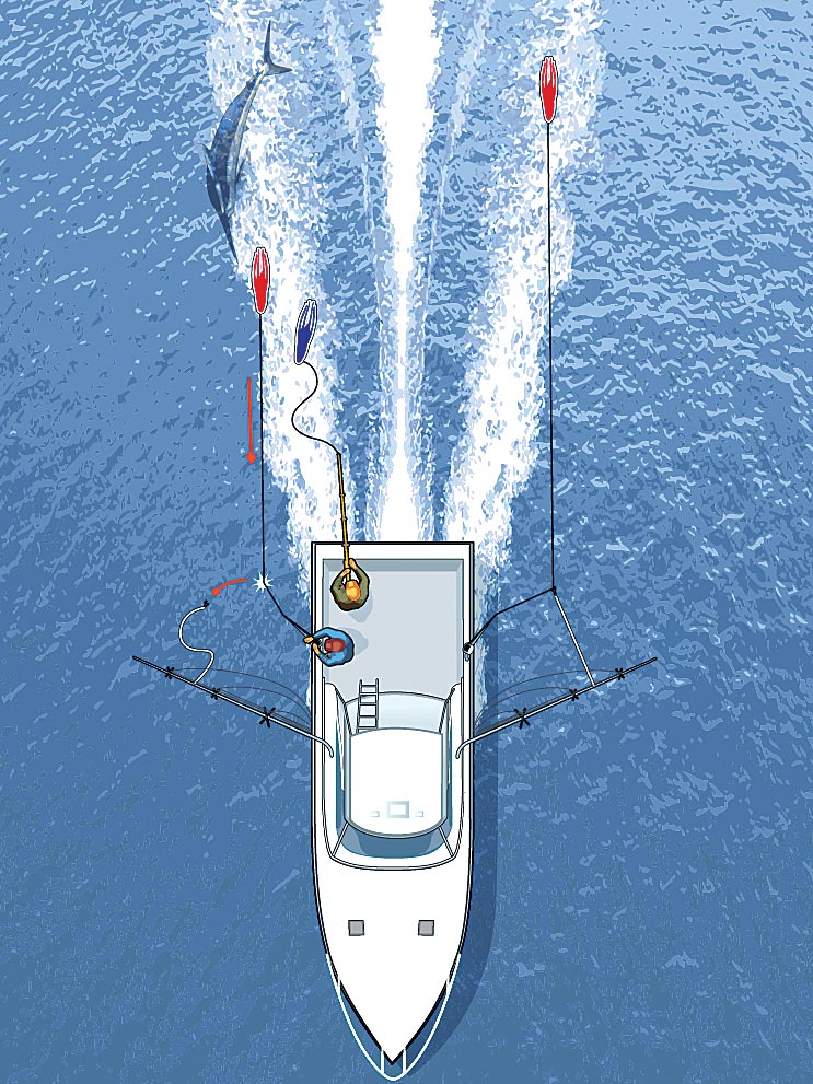 teasing a billfish