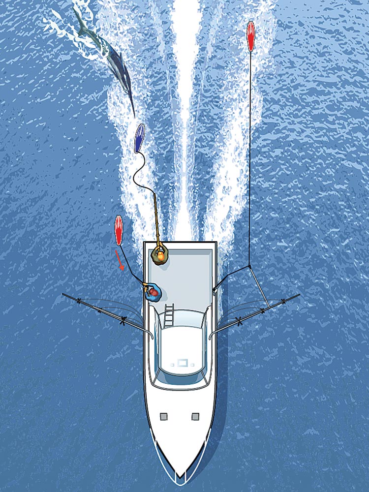teasing a billfish