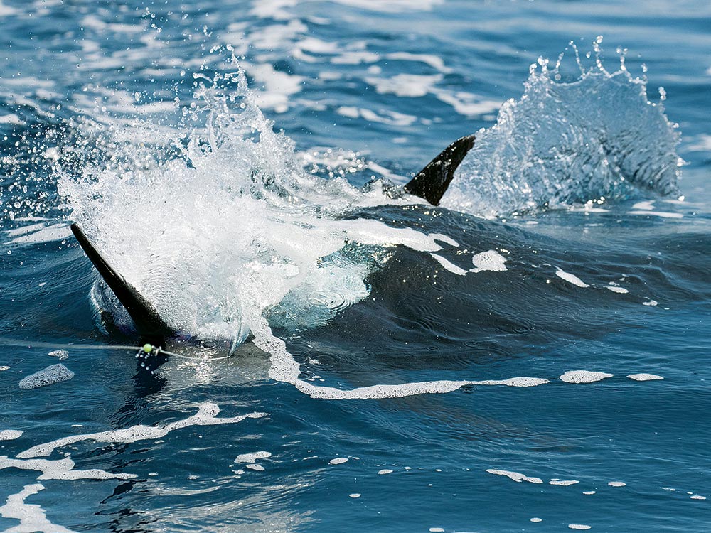 billfish attacking a teaser