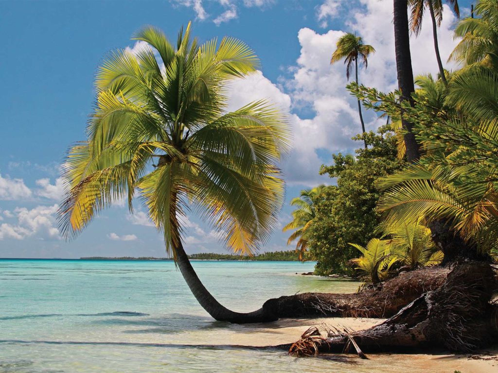 an island palm on the shores of a beach in Tahiti