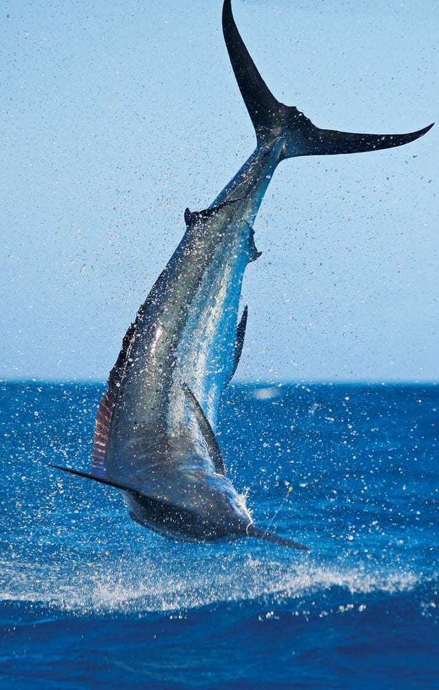 fishing in Tahiti
