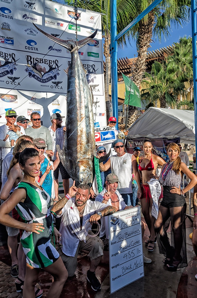 black marlin at the scales