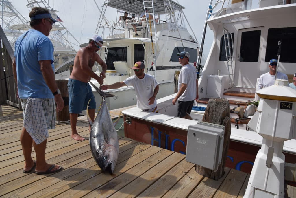 2016 Texas Legends Billfish Tournament high cotton yellowfin tuna