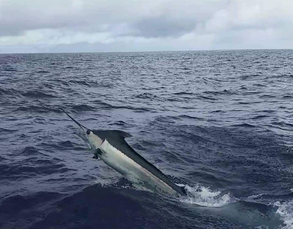 Tranquilo blue marlin Nicaragua Mukul International