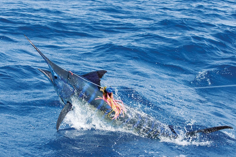 blue marlin jumping out water