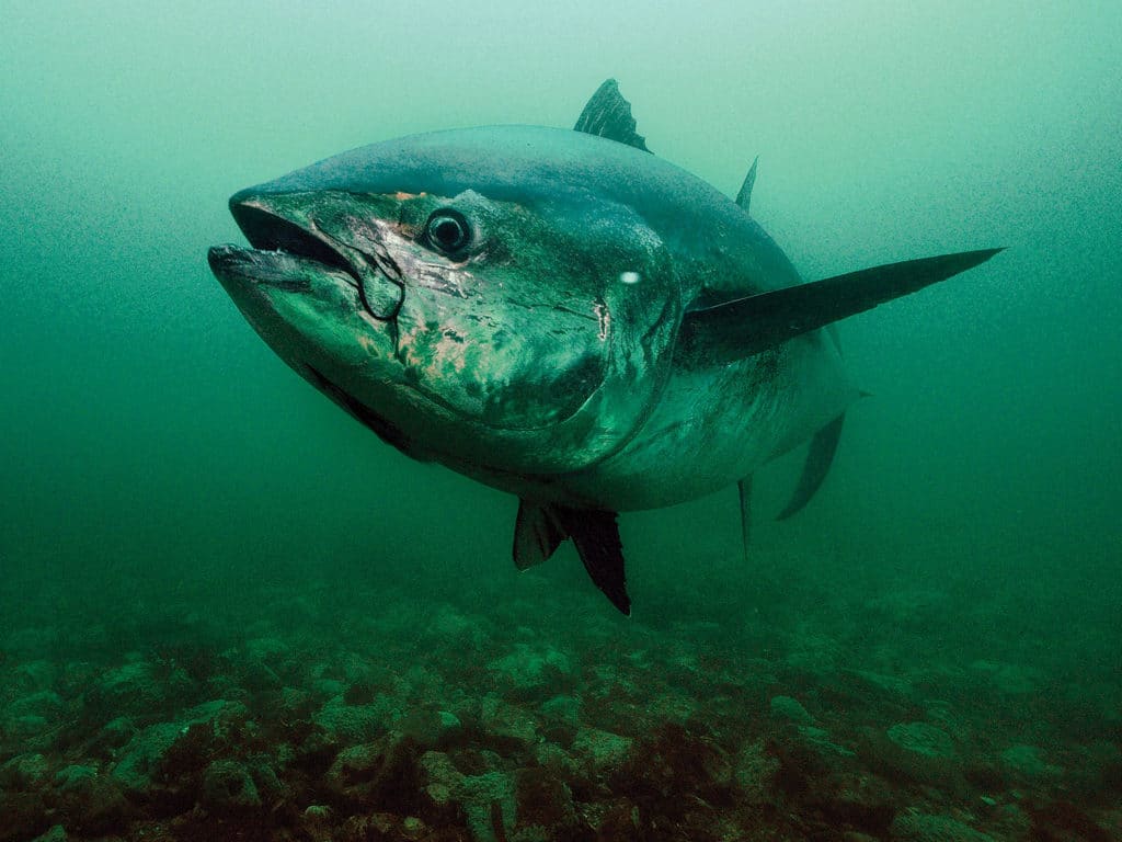 trophy bluefin tuna underwater