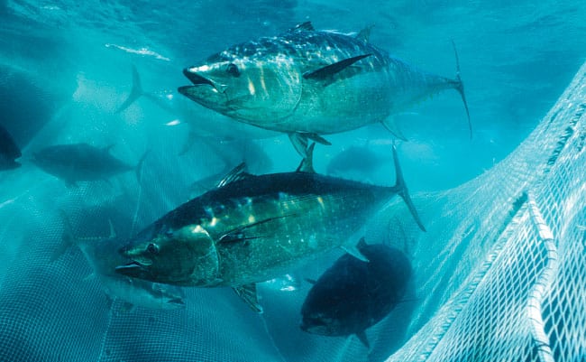 bluefin tuna