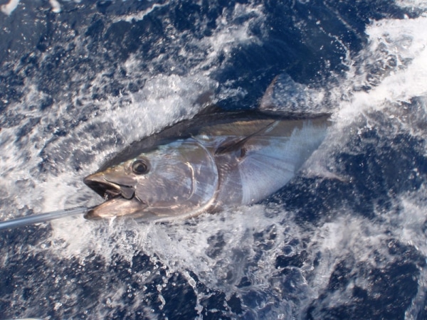 Red Snapper Season Announced For South Atlantic & It's Abysm - Florida  Sportsman