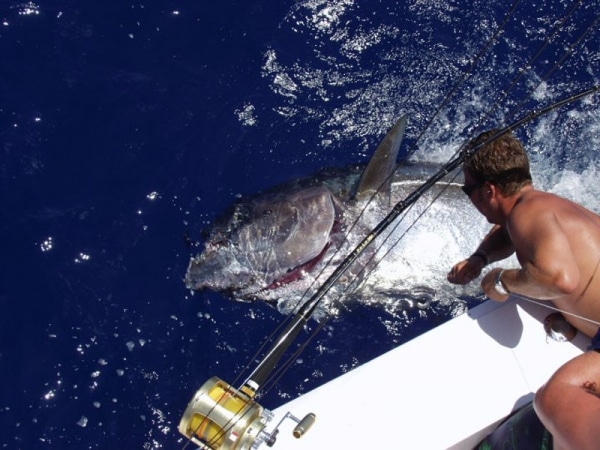 Outer Banks Tuna