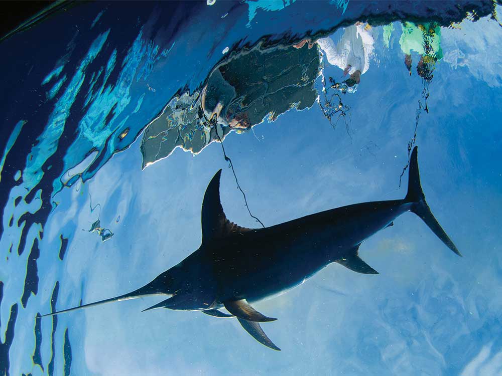 underwater view of a swordfish