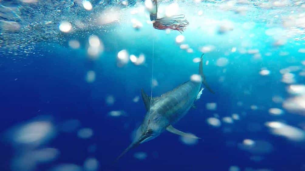 2016 St. Martin Billfish Tournament blue marlin underwater shot