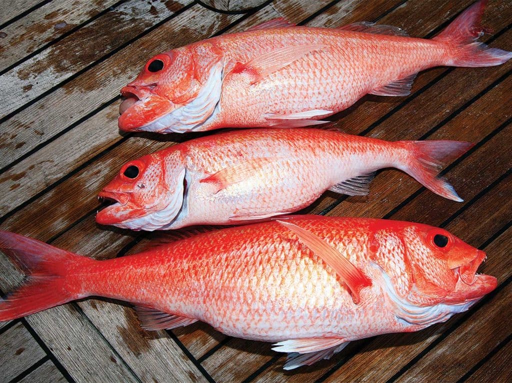 unusual red snapper caught in tahiti