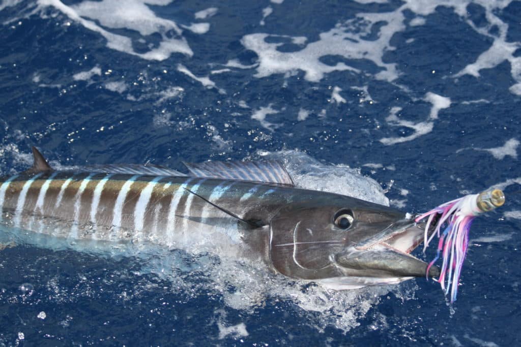 San Sal is home to some of the best wahoo fishing, some argue, in the world.