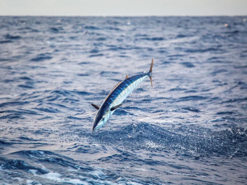 Wahoo leaping from the water.