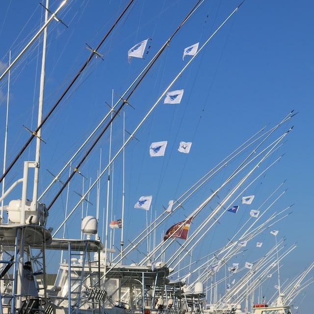 2016 Alice Kelly Memorial Tournament sailfish release flags