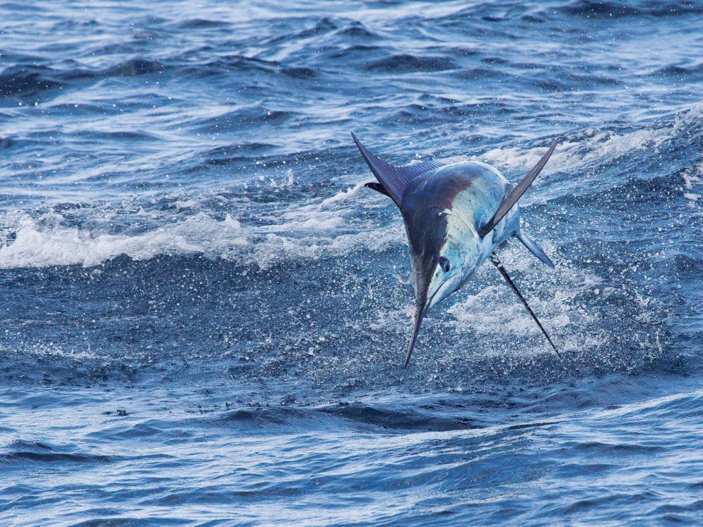 White Marlin Jumping North Carolina