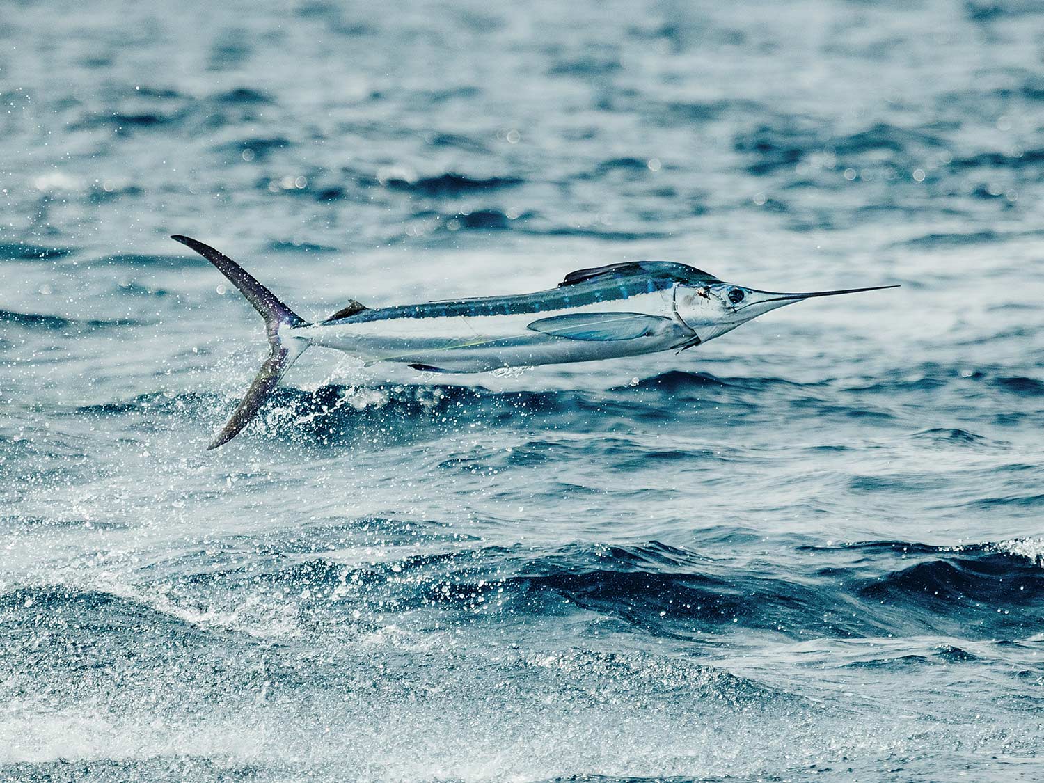 U.S. Leads in White Marlin Conservation | Marlin