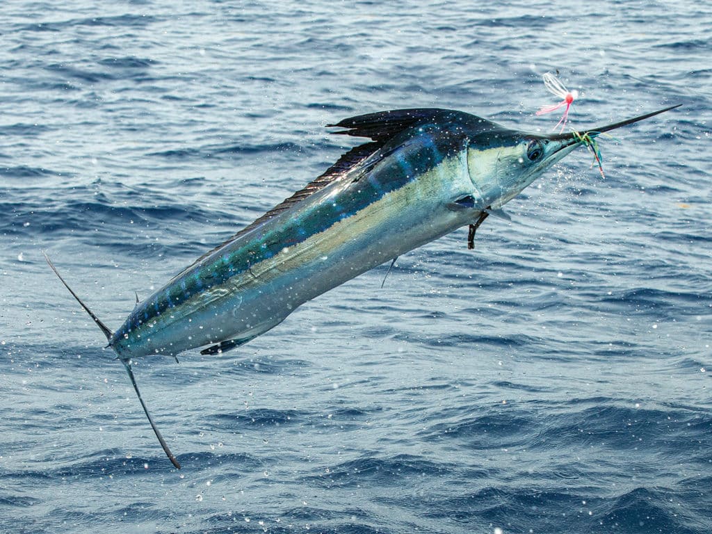 A large white marlin on the leader leaping out of the water.