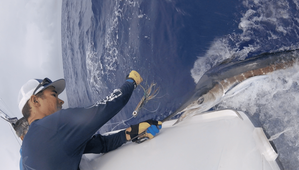 2016 Bermuda Billfish Blast white marlin release