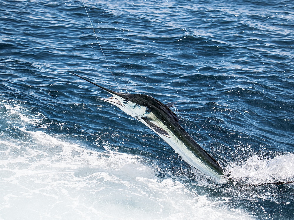 white marlin jumps out of the water
