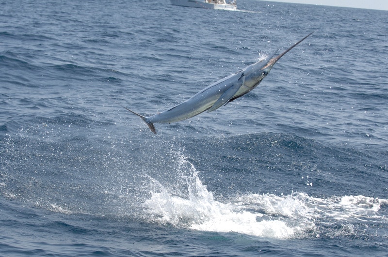white-marlin101.jpg