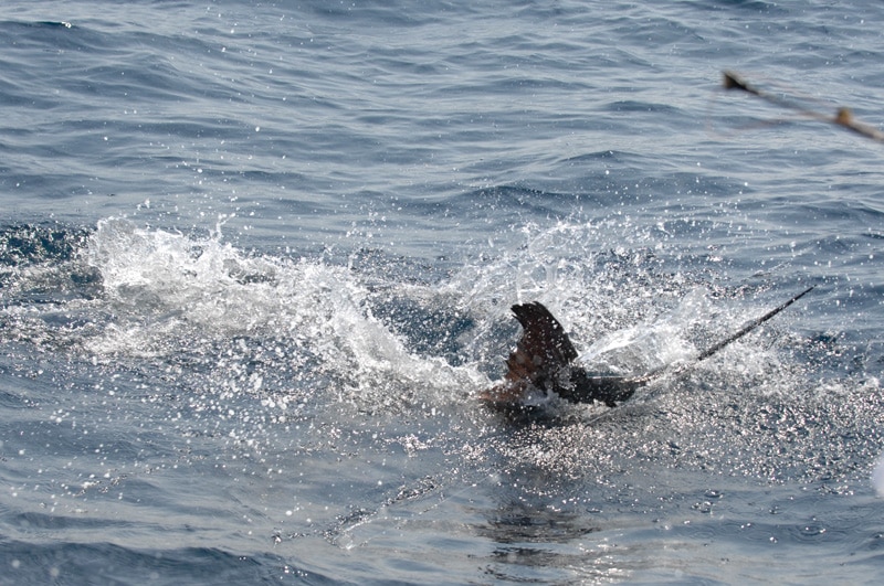 white-marlin102.jpg