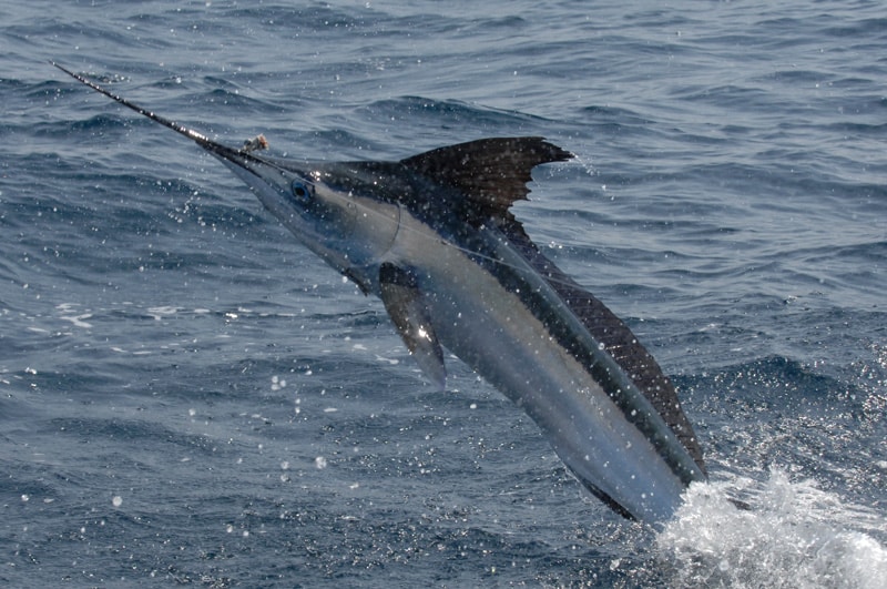 white-marlin103.jpg